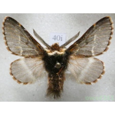 Poecilocampa populi (Linnaeus, 1758) male Barczatka osinówka Czech40i
